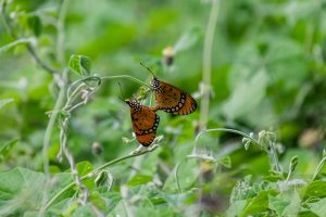 Understanding Your Menstrual Cycle: How to Determine Safe Days for Sexual Activity