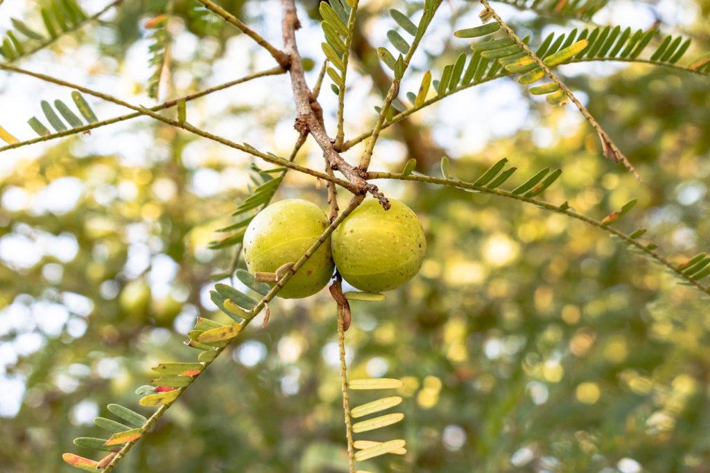 Can we eat amla (Indian gooseberry) at night?