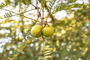 Amla – Benefits, Nutrition, Uses and Recipes