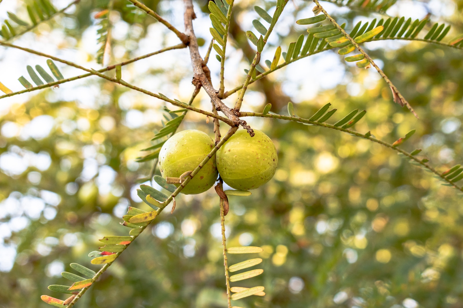 can-we-eat-amla-at-night-amla-benefits-healthify-tips