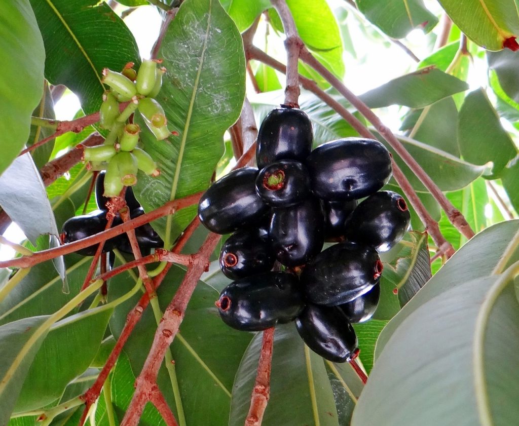 blackberry, jamun, syzygium cumini